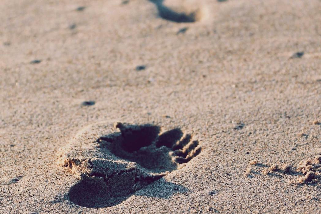 A baby turtle on a sandy beach. The turtle is making its way to the sea.