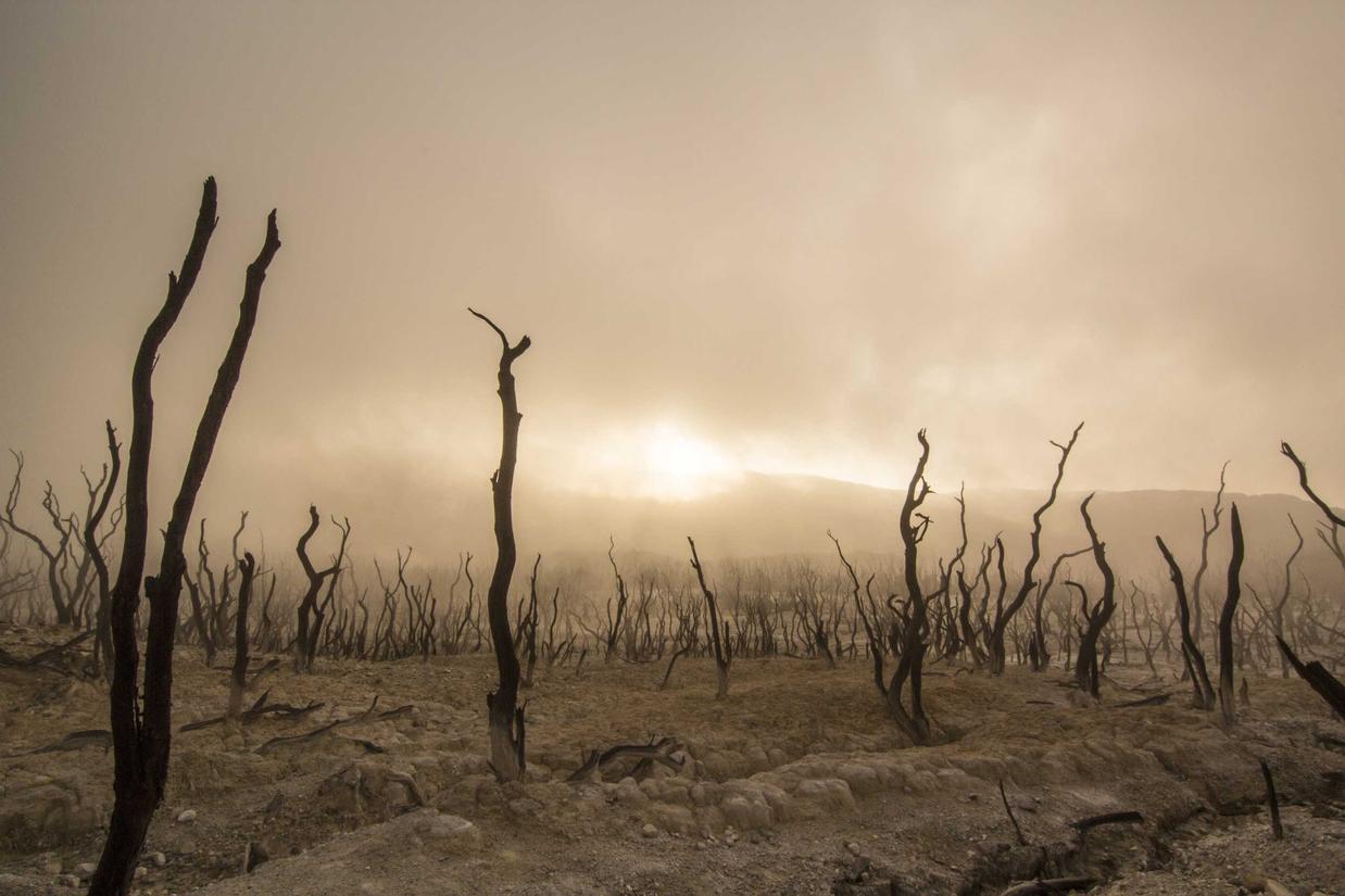 Barren landscape with dead trees. The sun sets in the background through a hazy sky.