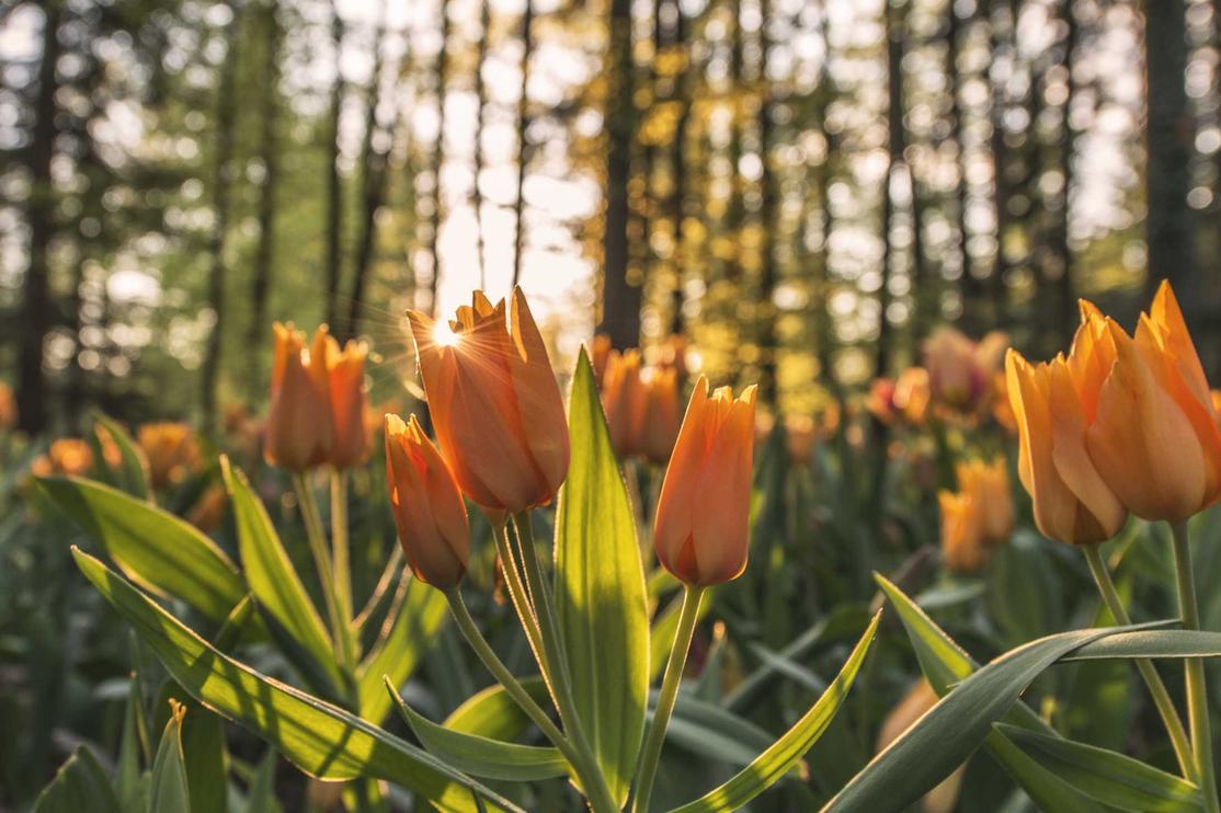 Orange tulips with green leaves in a forest. Beautiful spring flowers.