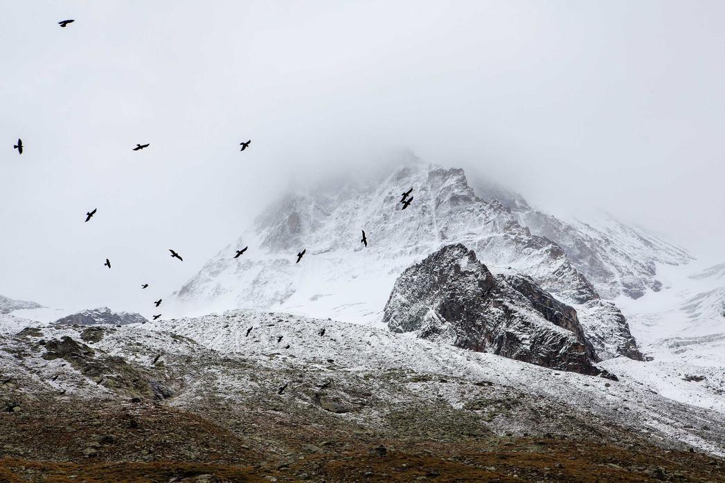A flock of birds fly over a snow-covered mountain range. The scene is set on a cloudy day.