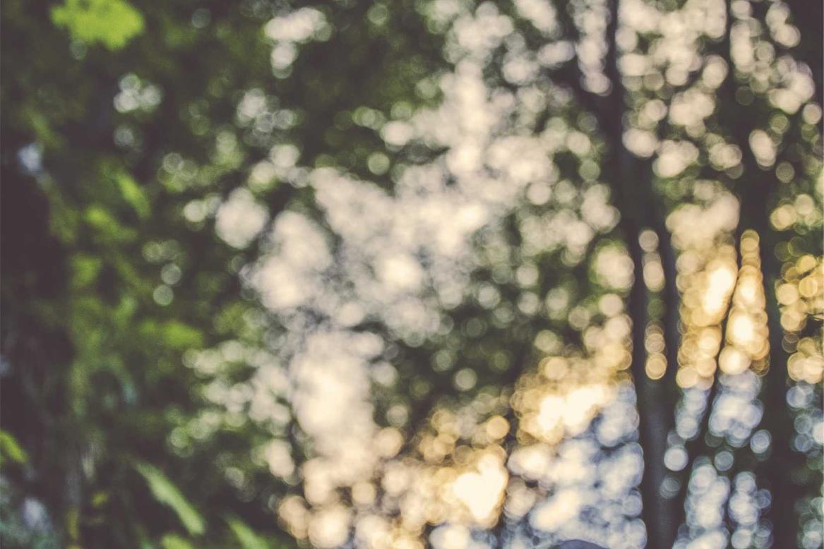 Blurry image of sunlight shining through leaves