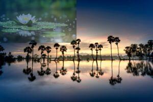 Pexels Quang Nguyen Vinh 222549 2563129